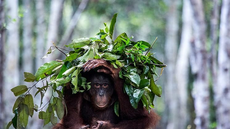 En orangutang bygger ett paraply mot regnet. Ett effektivt och intelligent beteende som kan förklaras med hjälp av ny forskning från Stockholms universitet och Brooklyn College. Foto: Johan Lind/N.