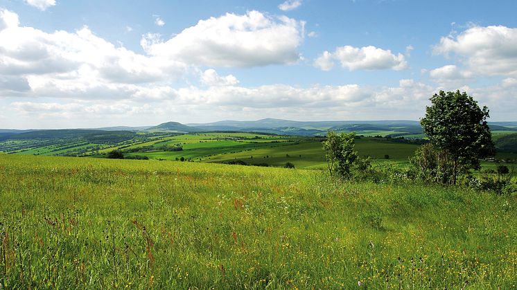Sommer_Bergwiese_Annaberg_TVE