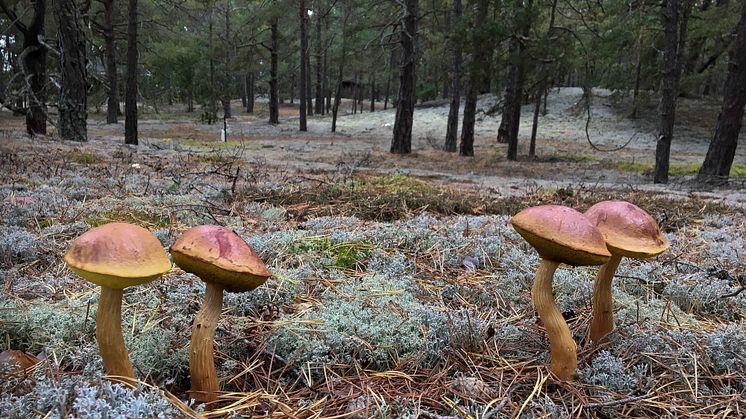 Ribbsopp. Foto Tommy Knutson.jpg