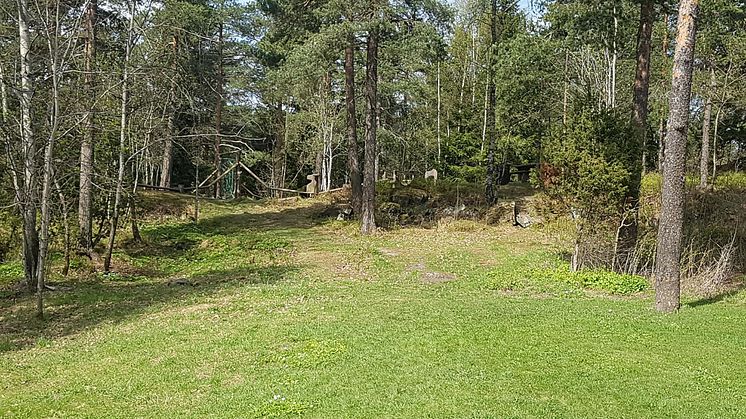 I skogholtet inn mot hinderløypa på Vestli kan det snart komme lyktestolper. 