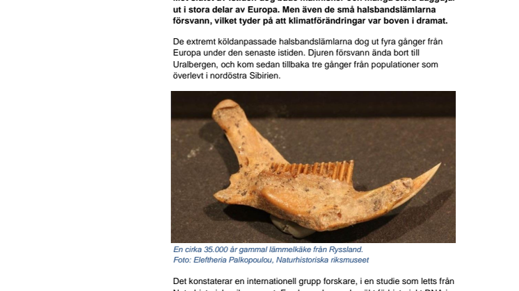 Lämlar kraschade samtidigt som människor och megafauna