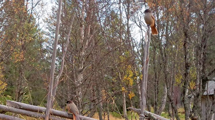 Lavskrikan är en av de många fågelarter som trivs i det nya naturreservatet Stormorvallen. Foto: Maria Jons, Länsstyrelsen i Dalarnas län.