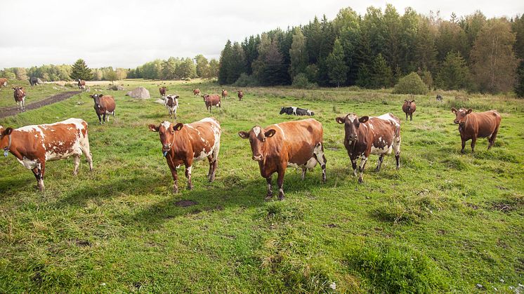 Antalet KRAV-märkta kor ökar