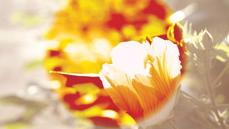 Ny bok av Elin Lindqvist - Fukushimas färger - åtta röster om katastrofen i Japan