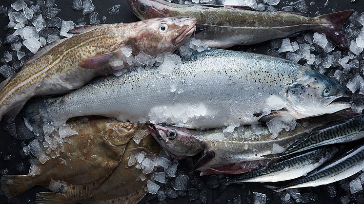 100 procent hållbart fångad fisk