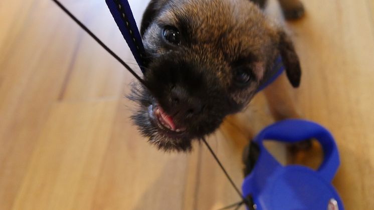 Övervikt hund