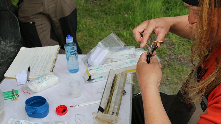 innsying merke smolt