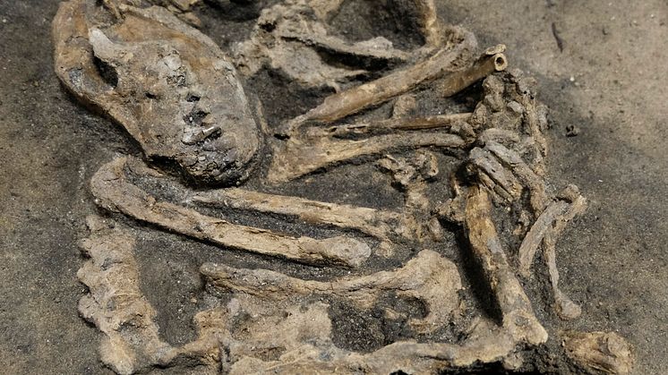 Bild. Blekinge museum. Slottslängorna i Sölvesborg ska rymma en sommarutställning om de arkelogiska upptäckterna från Ljungaviken.