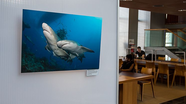 Ausstellung "Aquatische Begegnungen" in der Wildauer Hochschulbibliothek.