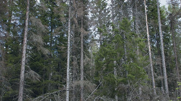 KSLAT-7-2022-Friska-skogar-–-sa-nar-vi-dit-1