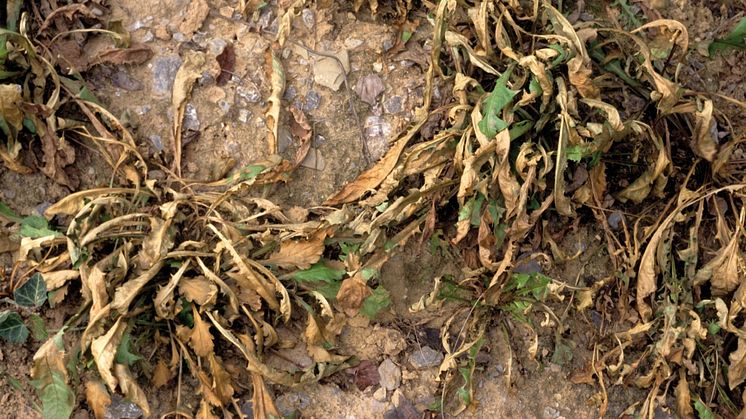 02__Dandelion_treated_with_WeedFree Plus_Neudorff.jpg