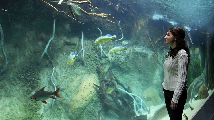 Aquarium im Zoo Leipzig - Panorama-Becken