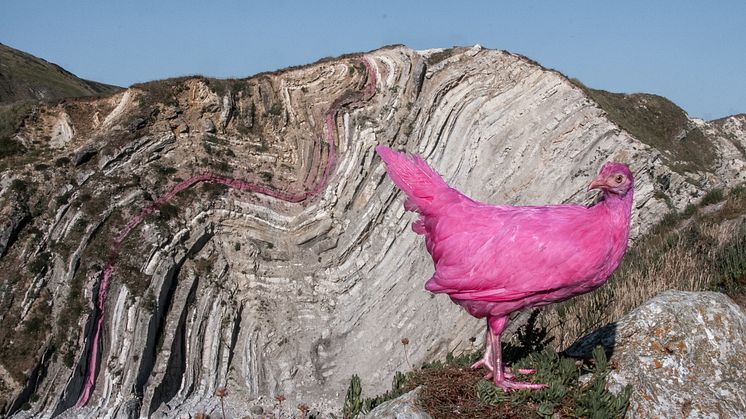 Pink Chicken Project av Leo Fidjeland och Linnea Våglund är ett av de 25 projekten som visas i Ung Svensk Form 2020.