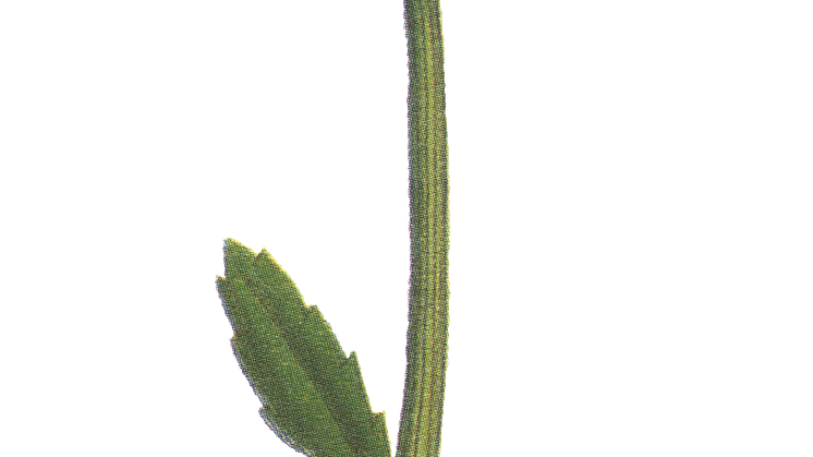 Prästkrage 2
