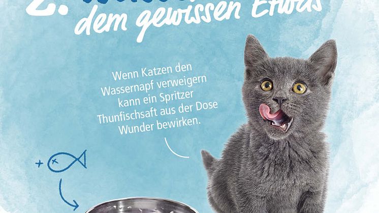 Infostrecke Katzen zum Trinken animieren 03