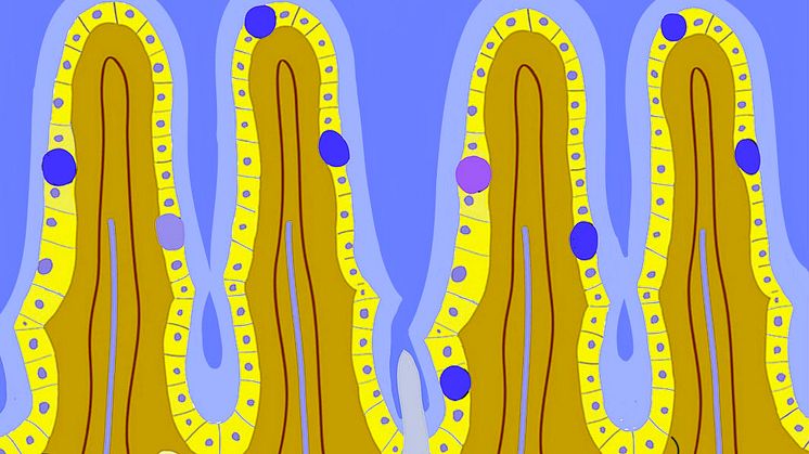 Mucosa