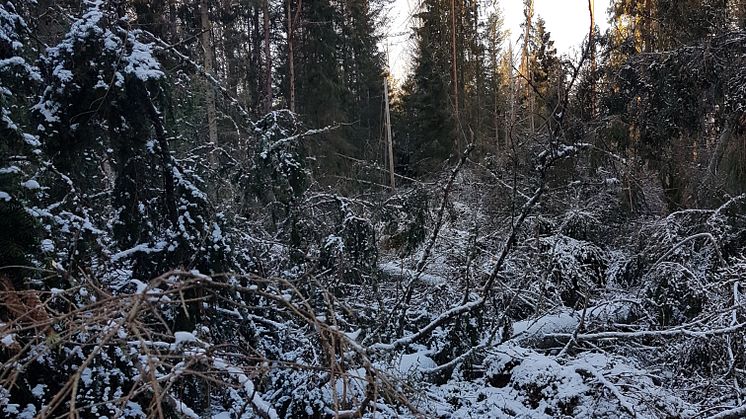 Så här kan det se ut efter ledningsgatorna där stormen Alfrida dragit fram.