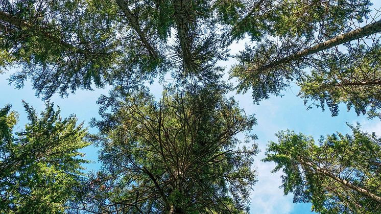 2023-02-09 Infoträff: Skog och samhälle mot 2050