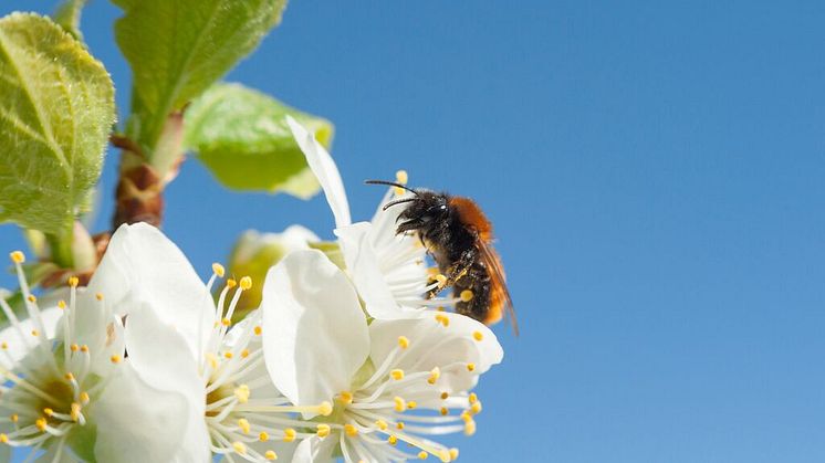 När odlingslandskapets biologiska mångfald minskar får det konsekvenser för morgondagens livsmedelsförsörjning. Foto: Albin Andersson