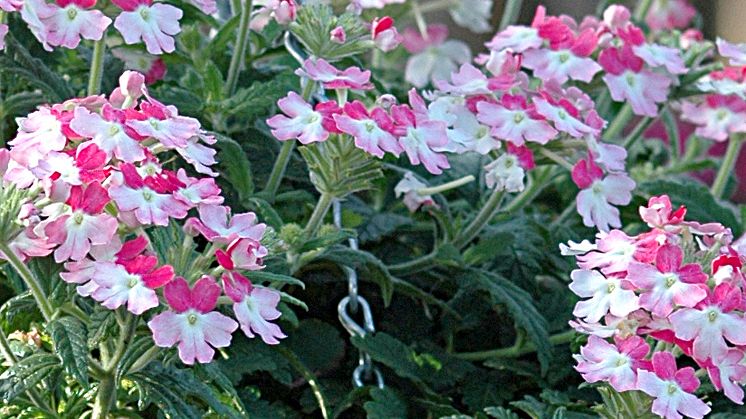 Sommarens blomstrande nyheter från den skånska trädgårdsmästaren