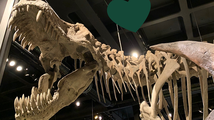 Är T-rex verkligen störst, bäst och vackrast på Naturhistoriska? Besökarna bestämmer!