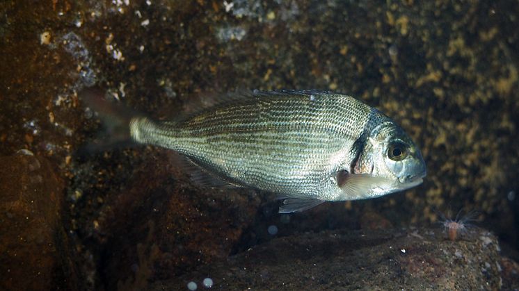 Guldsparid (Sparus aurata) 