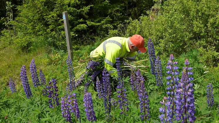 Bekämpning av lupiner längs en väg. Foto: Mats Lindqvist, Trafikverket