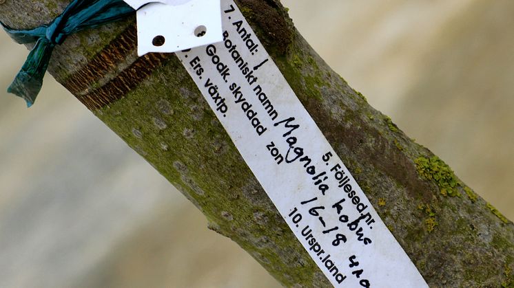 Magnoliaträd planterades vid spadtaget av Roth Fastigheter för bostäder längs Hyllie allé.