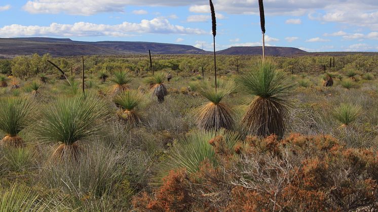 The kwongan shrublands near Lesueur National Park, Western Australia are so species-rich that some botanists refer to them as “knee-high tropical rainforests”. 