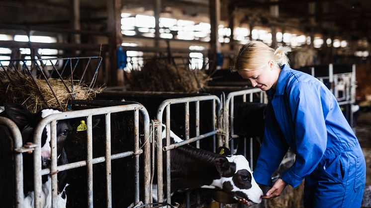 Jordbruksverket har intervjuat ett 30-tal företag som en del i att kartlägga hur robust den svenska livsmedelsproduktionen är. Foto: Ann Johnsson/Scandinav 