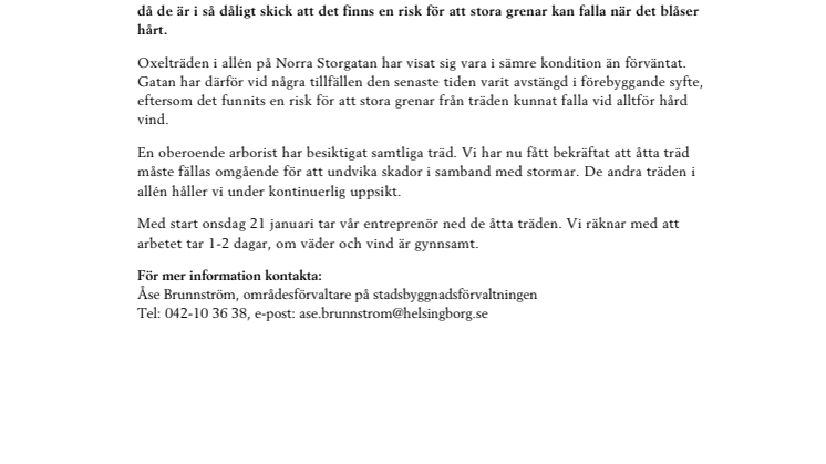 Vi tar ned träd i dåligt skick på Norra Stenbocksgatan