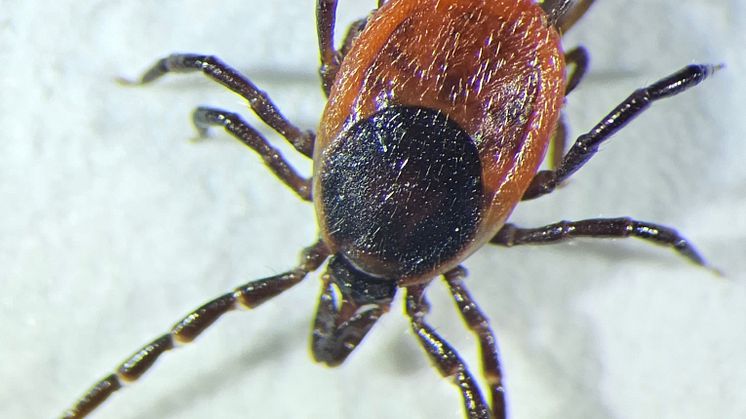 Ixodes_ricinus_2023