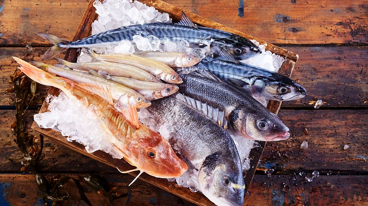 Et højt indtag af frisk fisk eller en god fiskeolie kan forbedre børns nattesøvn