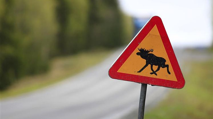 Säsongen för viltolyckor börjar nu – det här ska du tänka på