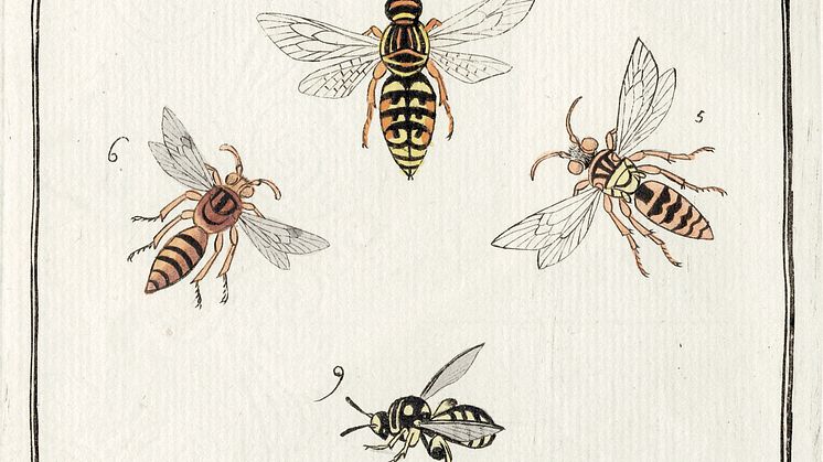 Tafel mit verschiedenen Wespen aus Christs "Naturgeschichte", 1791