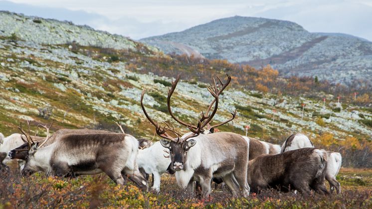Renar på fjället 