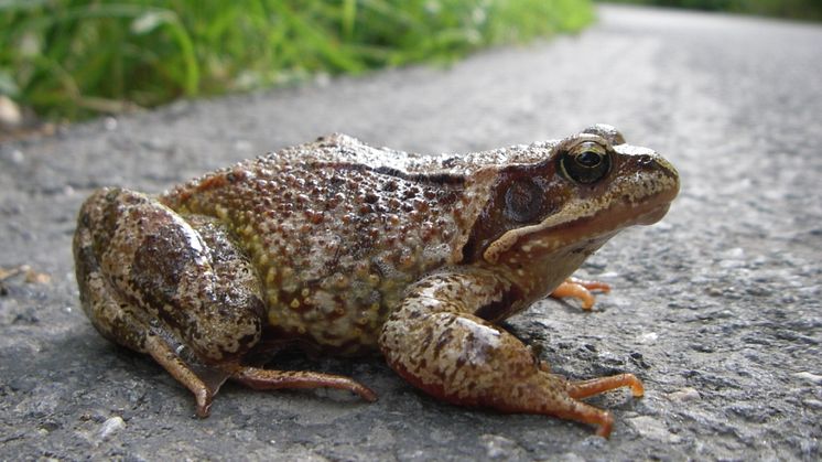 Djurens Ö står upp för hotade groddjur