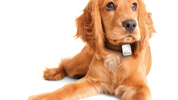 Tractive hund