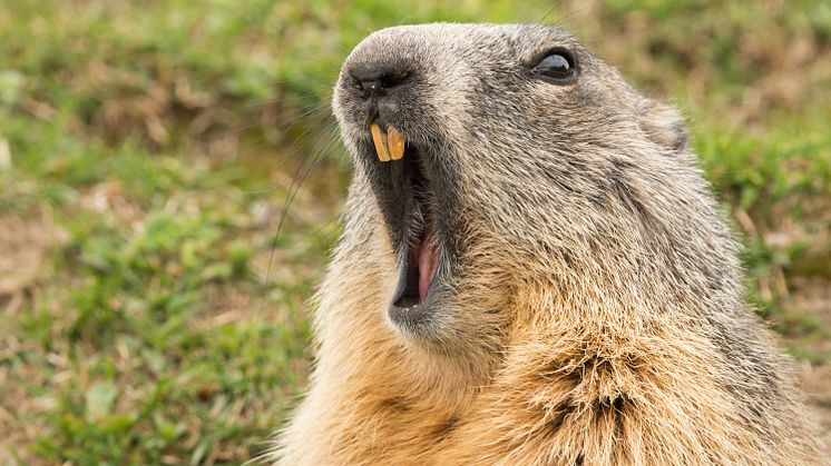 EXPERT COMMENT: Groundhog Day: the truth about these furry forecasters