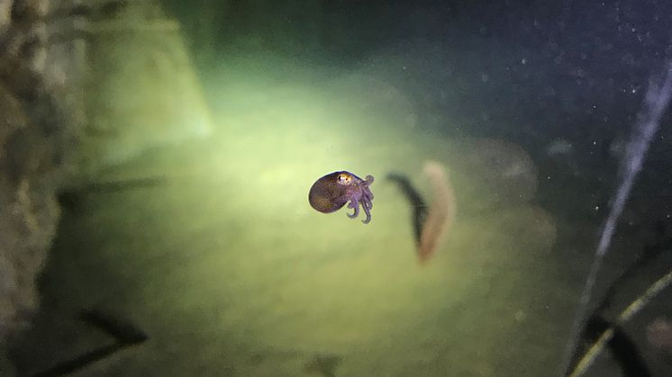 Nyfödd Slät Kragsepia (Rossia macrosoma) fotograferad i vårt stora lerakavrium, knappt 8 mm lång