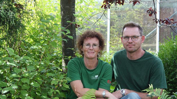 Anna Sterner och Torbjörn Sterner Johansson odlar bland annat jordgubbar i Västernäs handelsträdgård i Höör i Skåne.