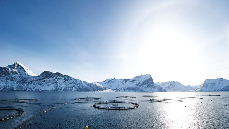 Norvège : le succès des produits de la mer ne se dément pas ; en 10 ans, les exportations norvégiennes ont plus que doublé