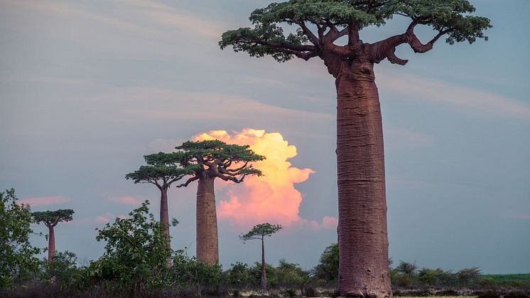 Madagascar ECC