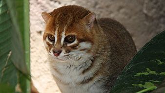 Bättre spermafrysning kan rädda tigern 