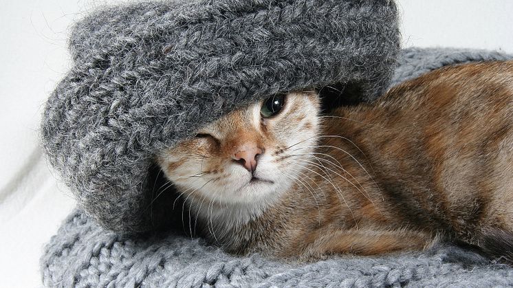Catshop – Alt i katteting til dig, der aldrig kan få nok af katte!