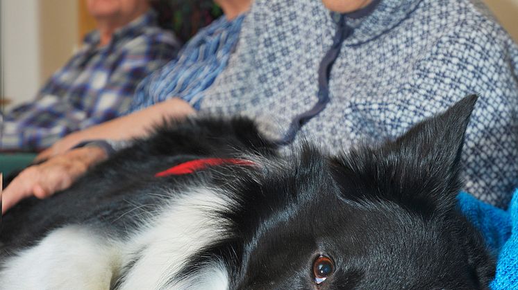 Othello är Årets sociala tjänstehund