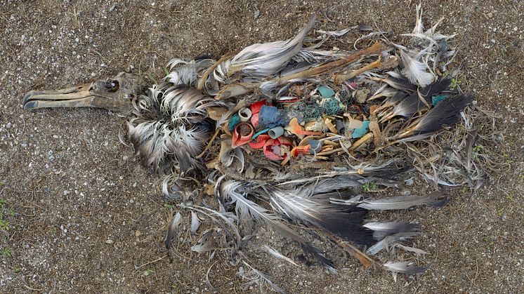 2. Out to Sea? The plastic Garbage Project