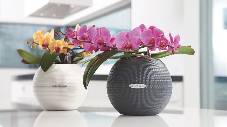 In voller Blüte: Prachtvolle Orchideen am Tag der Zimmerpflanzen