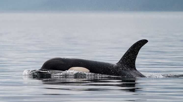 U.S.-based Oceans Initiative's Southern Resident Killer Whale Conservation is one of the Hurtigruten Foundation's recipients.