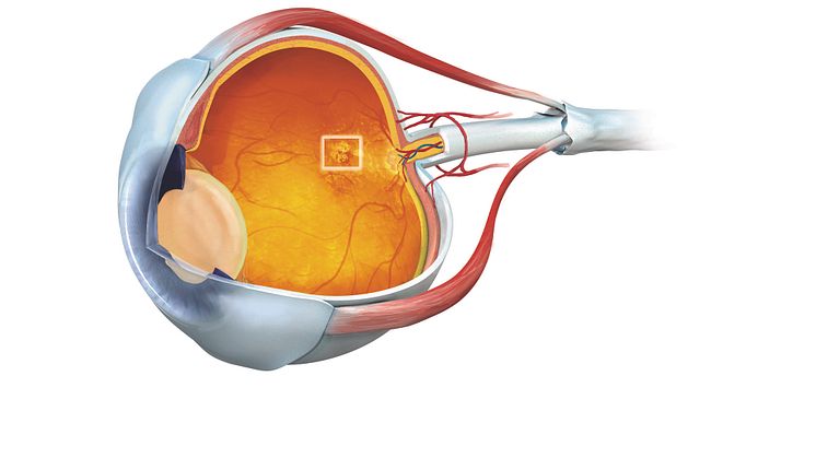 Eye and macula